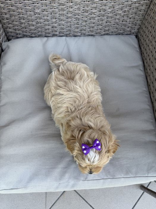 Maltipoo mini suczka