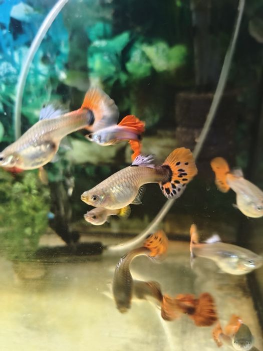 Gupiki Red Tuxedo Golden, narybek
