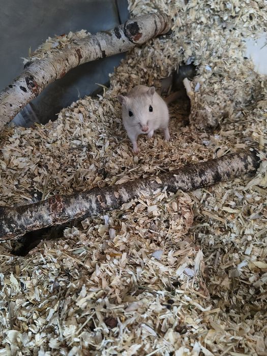 Myszoskoczki myszoskoczki