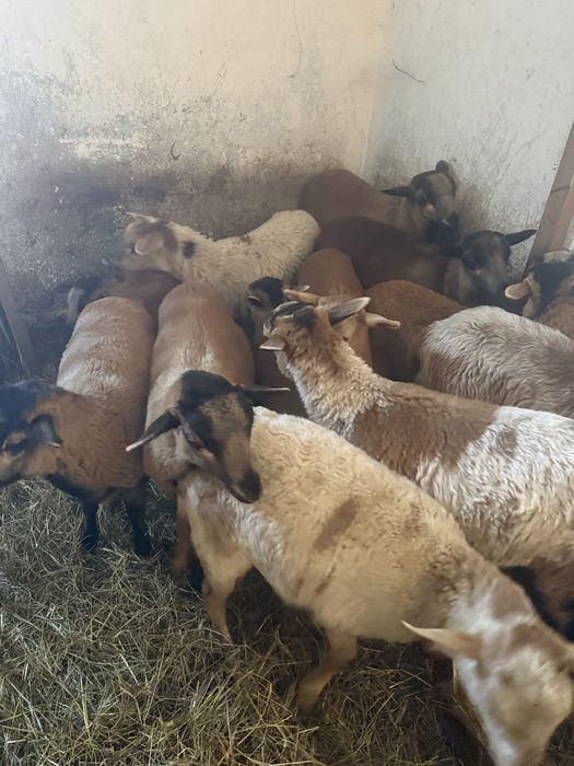 Barany Barbados Nolan