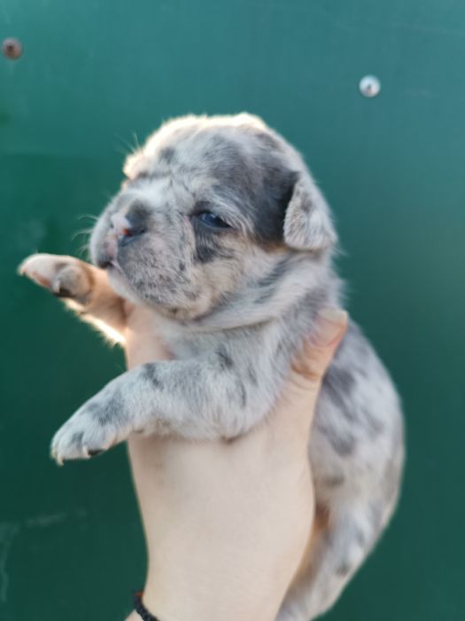 Француженки і французи високої якості цуценята