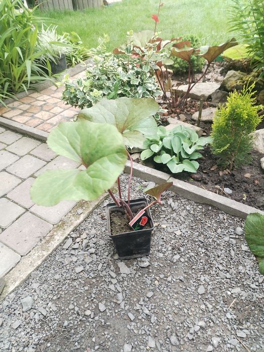 Бузульник,язичник зубчастий Garden Confetti