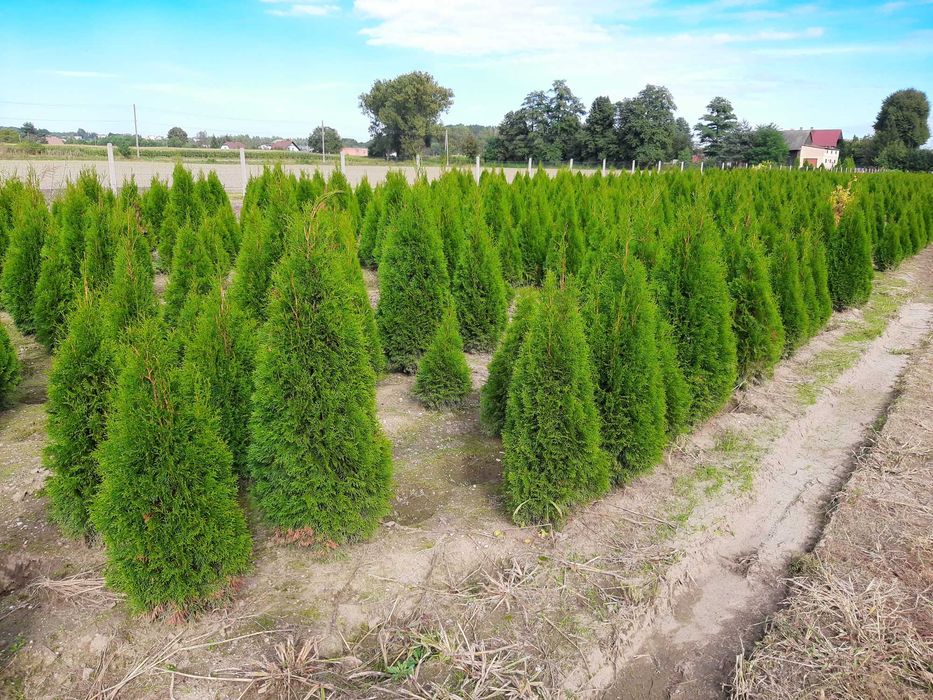 Szmaragd, Brabant, Blue Arrow! Zasadzimy u Ciebie gęste tuje do 250cm!