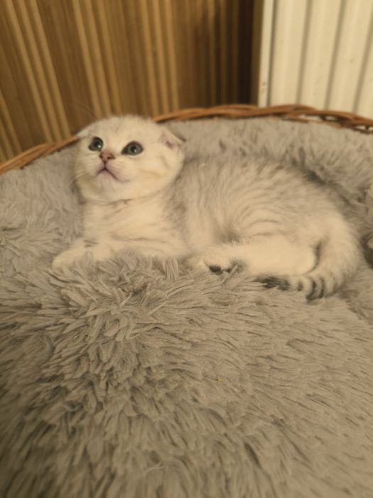 Шотландський котик
