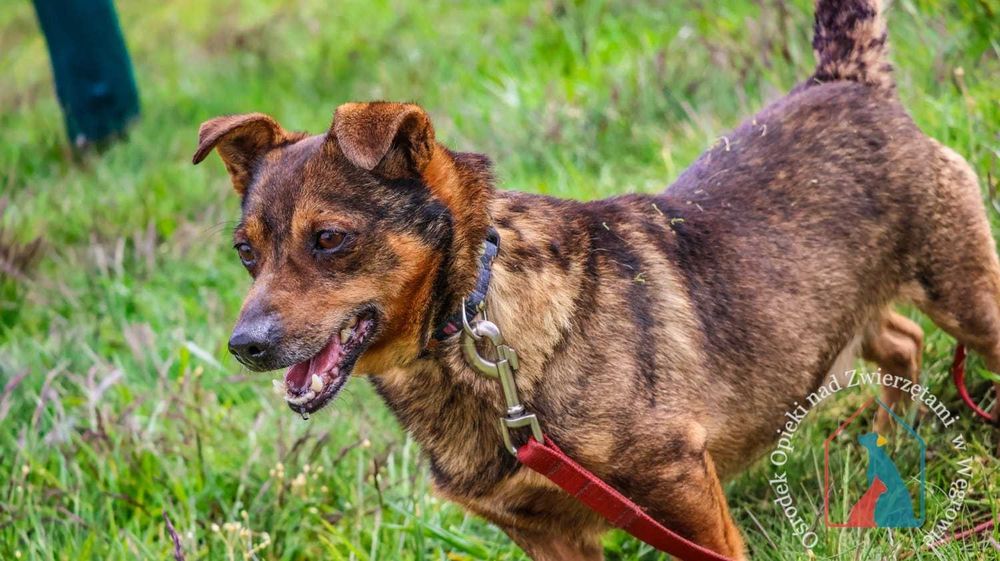 Waży tylko 9 kg i ma bardzo fajny charakter - adoptuj pupila