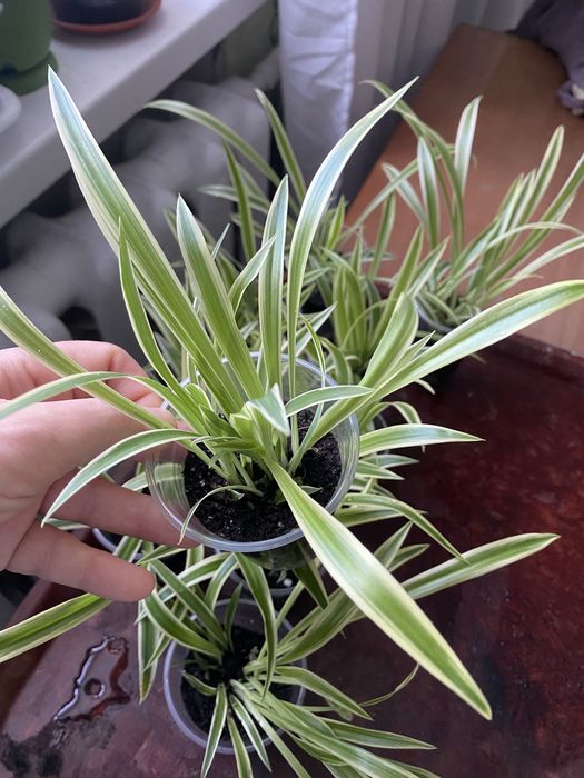 Хлорофітум  кімнатна рослина