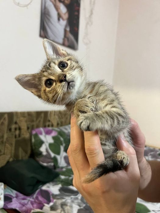 Кошеня СІМБА дівчинка 4 місяці