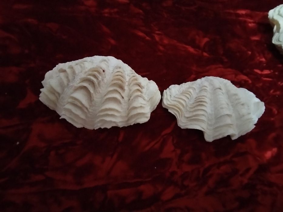 Океаническая ракушка