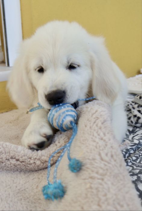 Golden Retriever fêmea com LOP