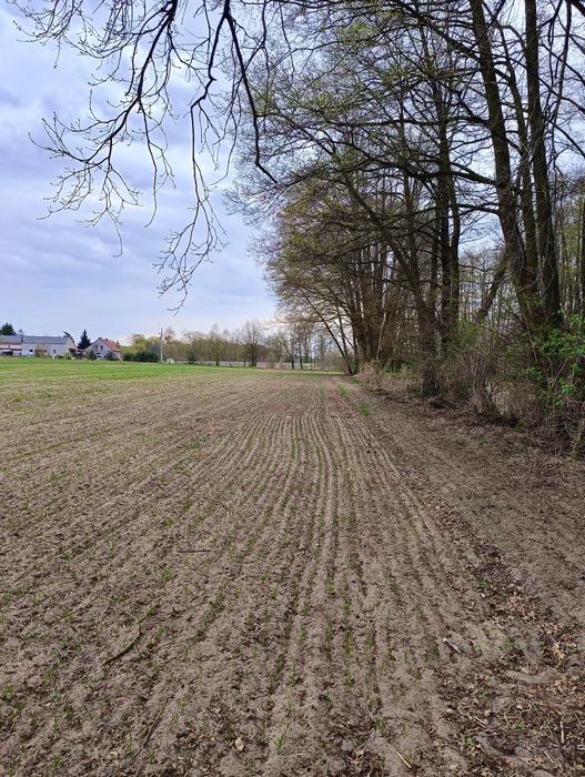 Działka budowlana 3275 m² | blisko Warty | strumyk | Mierzyn - Mehr