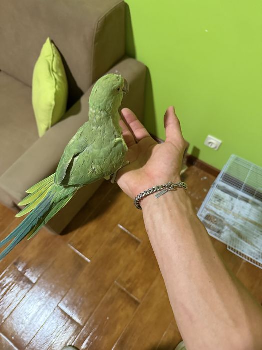 Ring neck criado a mao