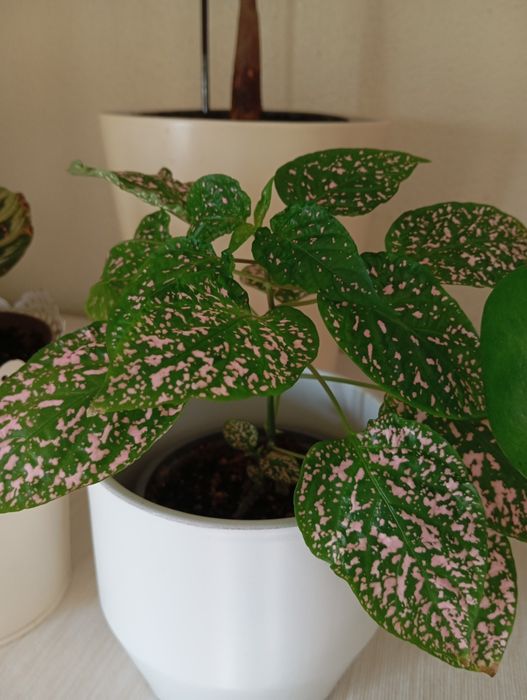 Plantas naturais 3 a 6 euros