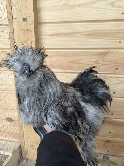 Sprzedam koguta silki