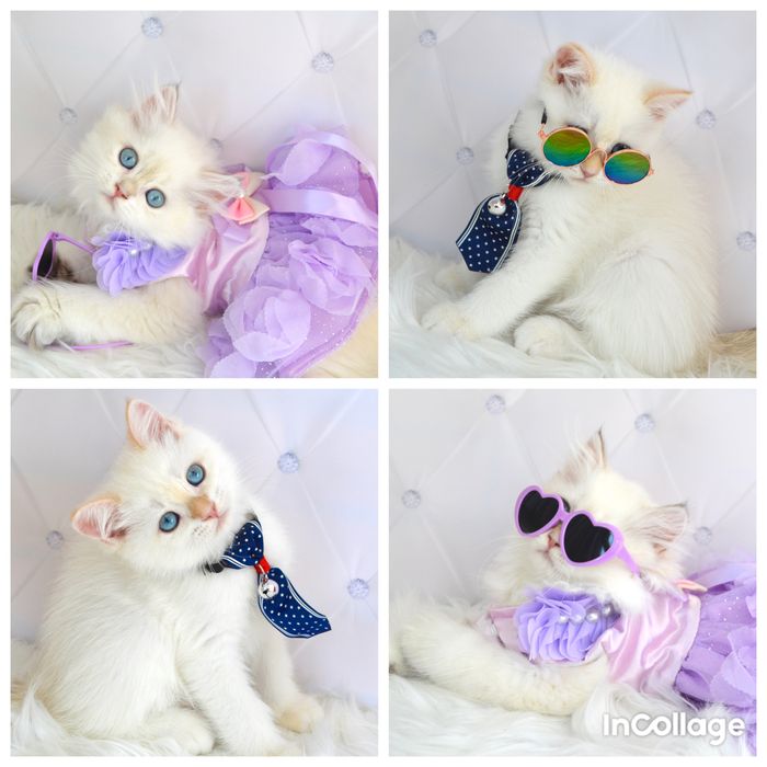 Британские котята золотая шиншилла/поинт