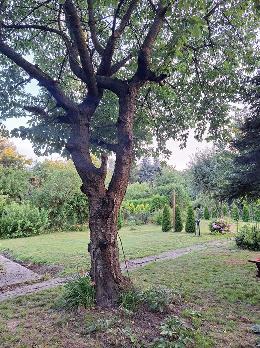 Działka ROD Augustówka 554m2