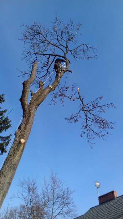 Wycinka drzew wynajem pielęgnacja rębak podnośnik mulczer