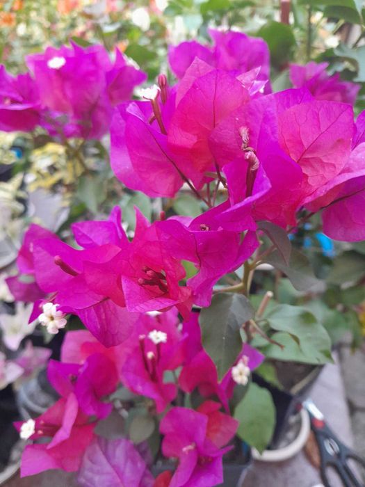 Бугенвілії підрощені