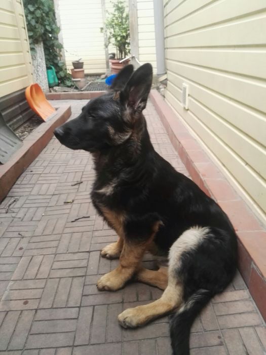 Кабель немецкой овчарки для вязки