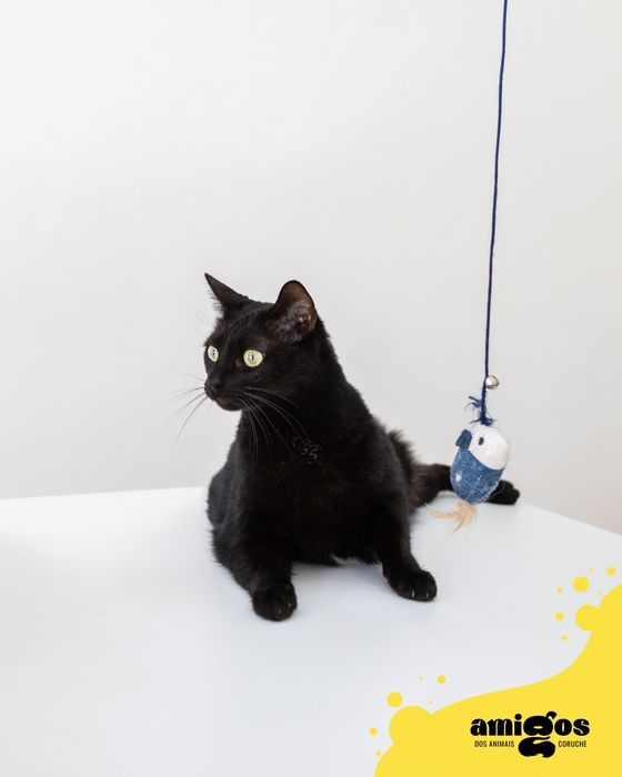 JORGE [Europeu] p/ Adoção