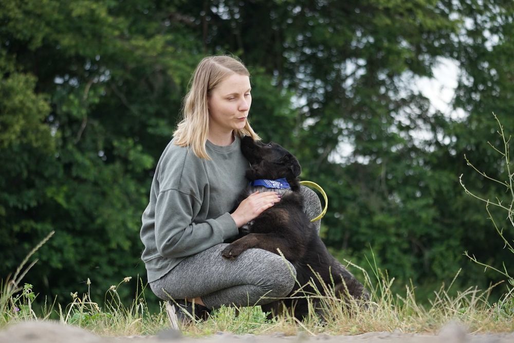 Tasza - przepiękna sunia w typie mini labrador