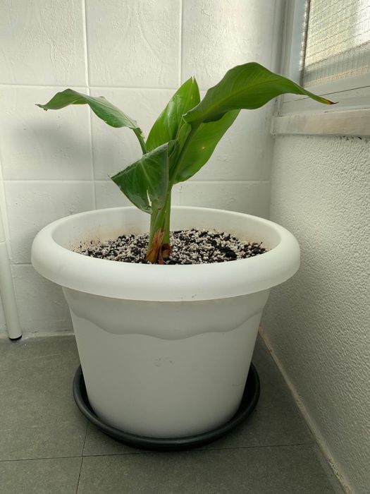 Strelitzia reginae, ou simplesmente estrelícia