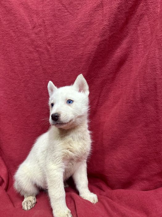 Husky siberiano CLop pedigree FCI