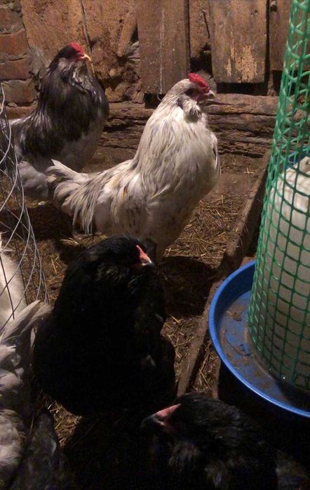 Інкубаційні яйця Амераукана