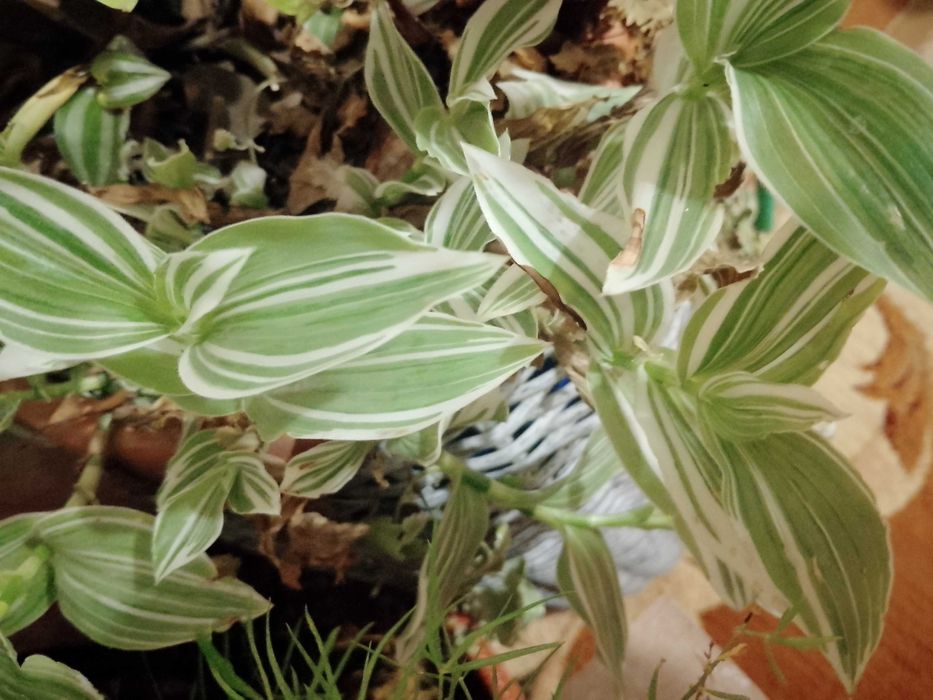 Монстера, бегонії, дріміопсіс, традесканції