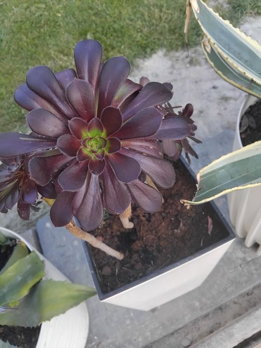 Сукуленти  ,кактуси