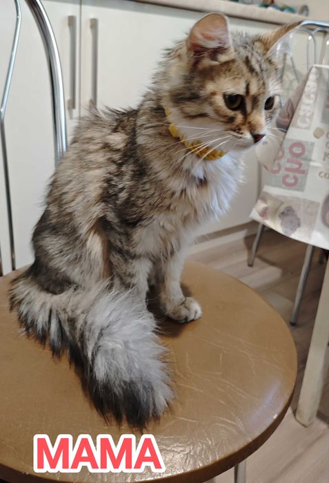 Кошенята, Кошеня