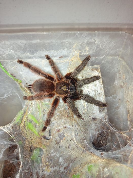 Psalmopeus victori samice dorosłe