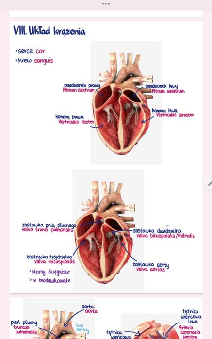 Notatki Ratownictwo Medyczne UMB rok 1