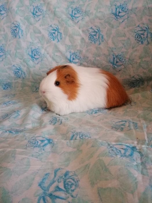 Świnka morska kawia domowa