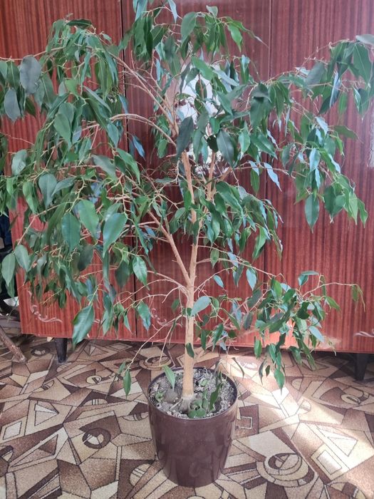 Фікус Бенджаміна