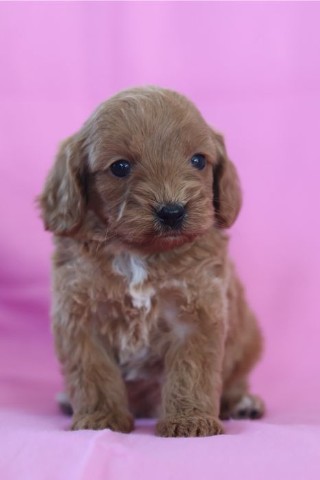 Cavapoo F2B suczka