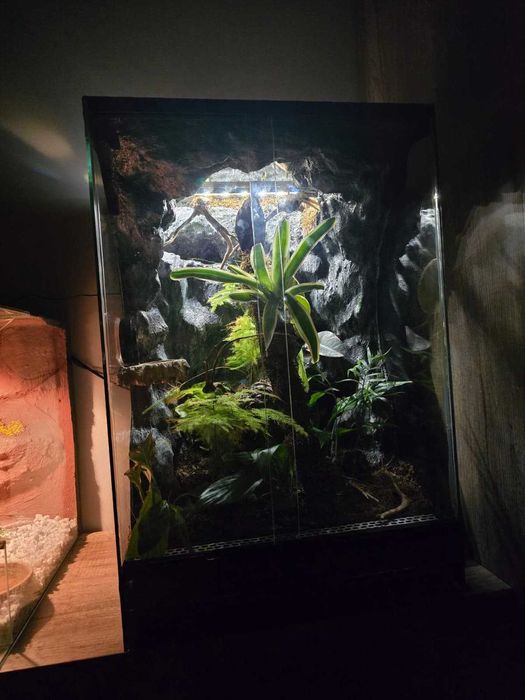 terrarium dla gekona orzęsionego