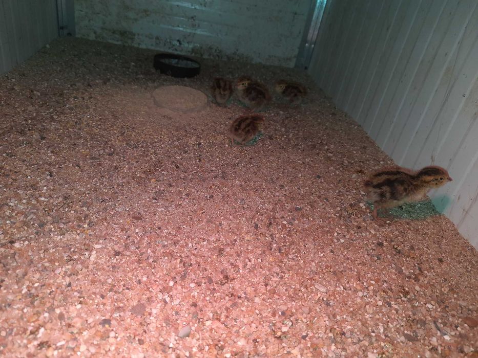Ovos de Codorniz