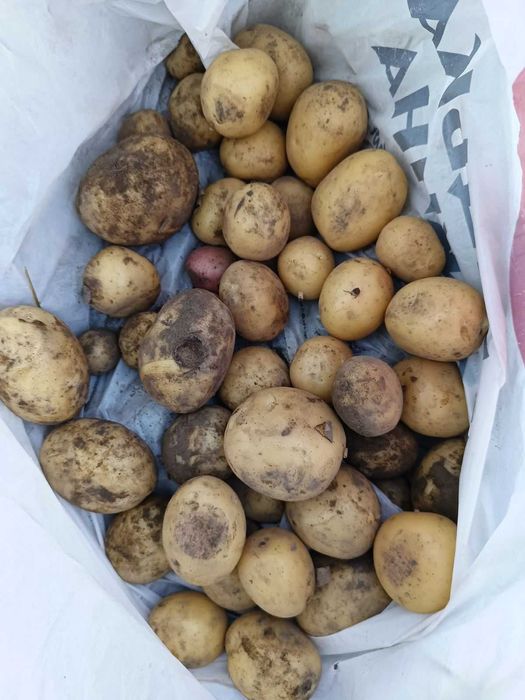 Продаж домашньої картоплі