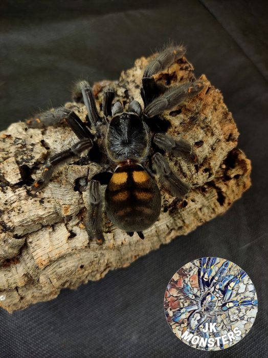 Pająk/Ptasznik Psalmopoeus irminia