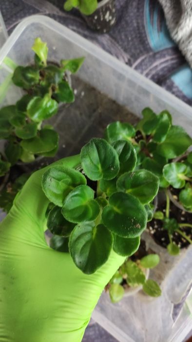 Фіалки дітки , стандарти, міні