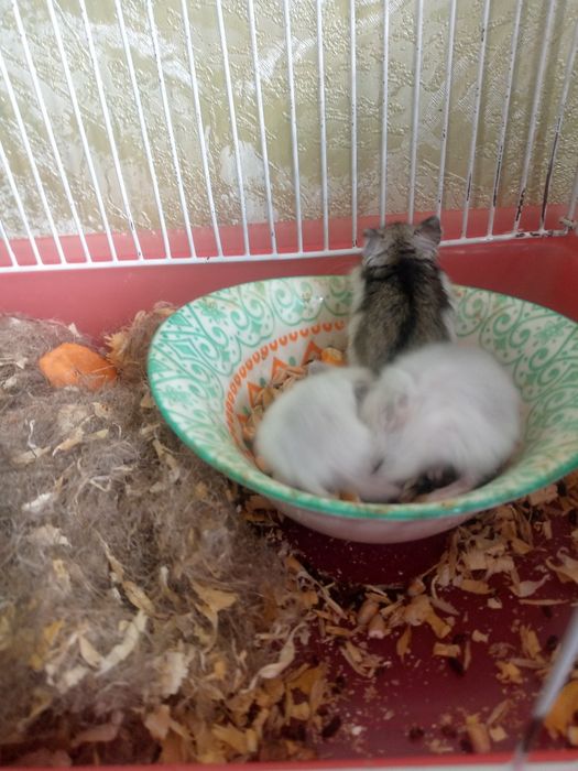 Джунгарские хомячки