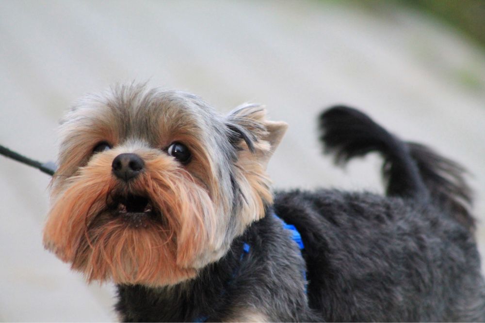 Вʼязка йорк, йоркширський тер'єр