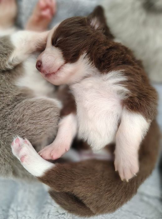 Czekoladowa suczka border collie FCI / ZKwP