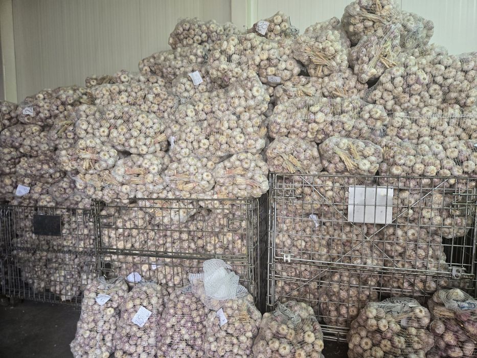 Czosnek polski do sadzenia HARNAŚ 5,5-6cm 100sztuk 

Cz