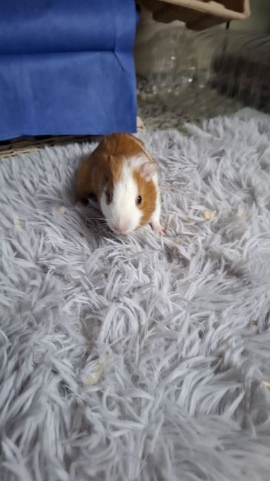 Coelhinho mini varios roedores