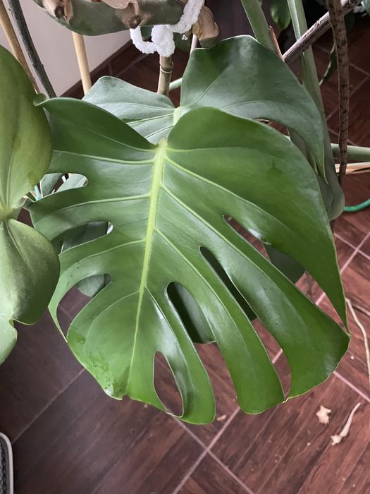 Monstera kwiat olbrzymia zadbana