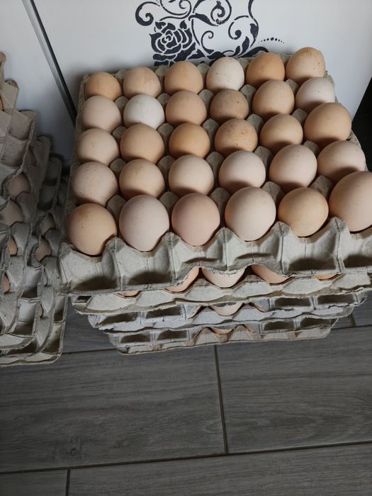 Яйце куряче для інкубатора