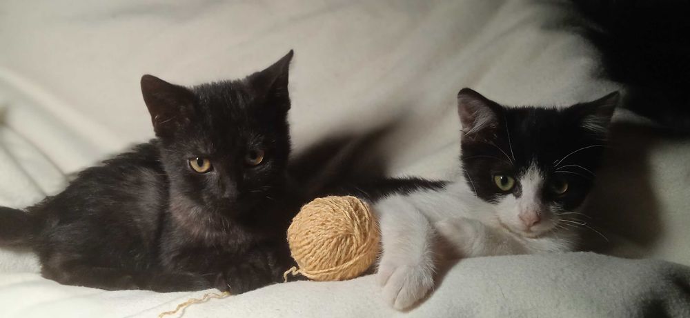 Віддам кошенят, отдам котят