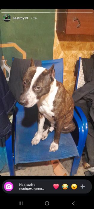 Загубився пес на Софіївській Борщагівці10/1