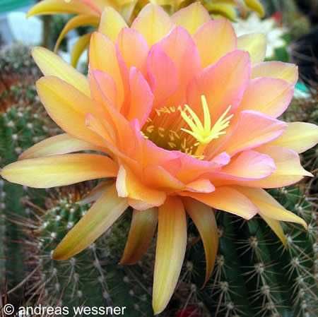 Trichocereus hybryda AW.02-2002 Wessner - kaktus 1 szt.